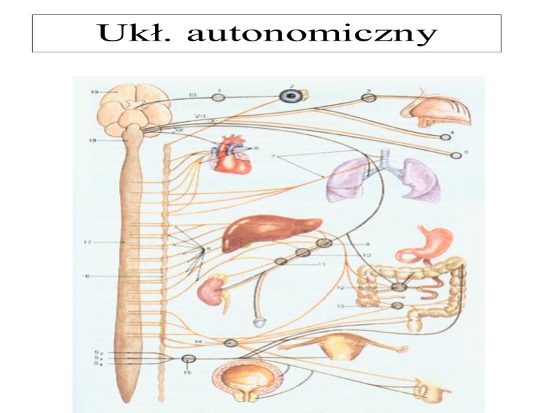 Ukł. autonomiczny